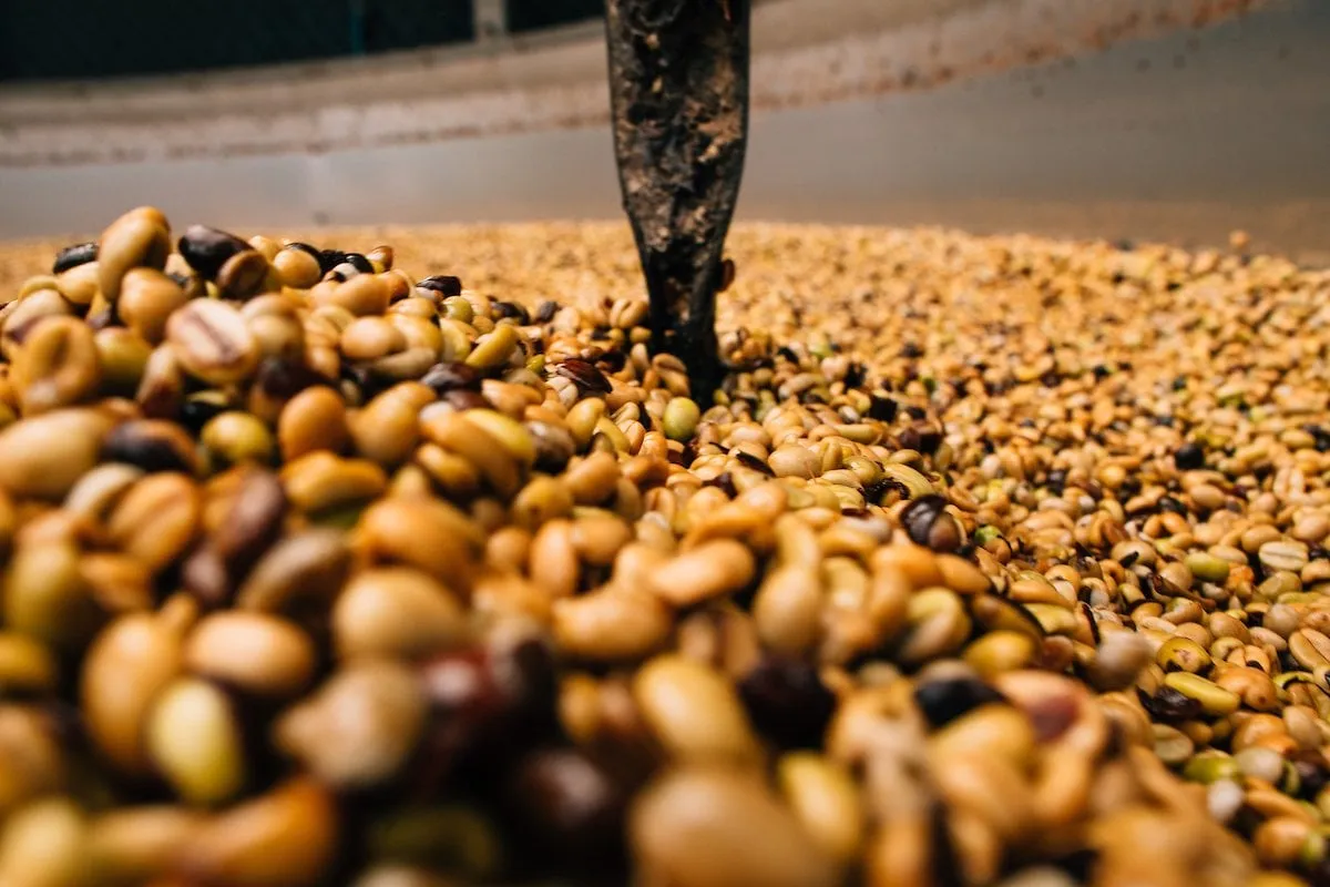 a guide to puerto rico coffee from hacienda to cup 1