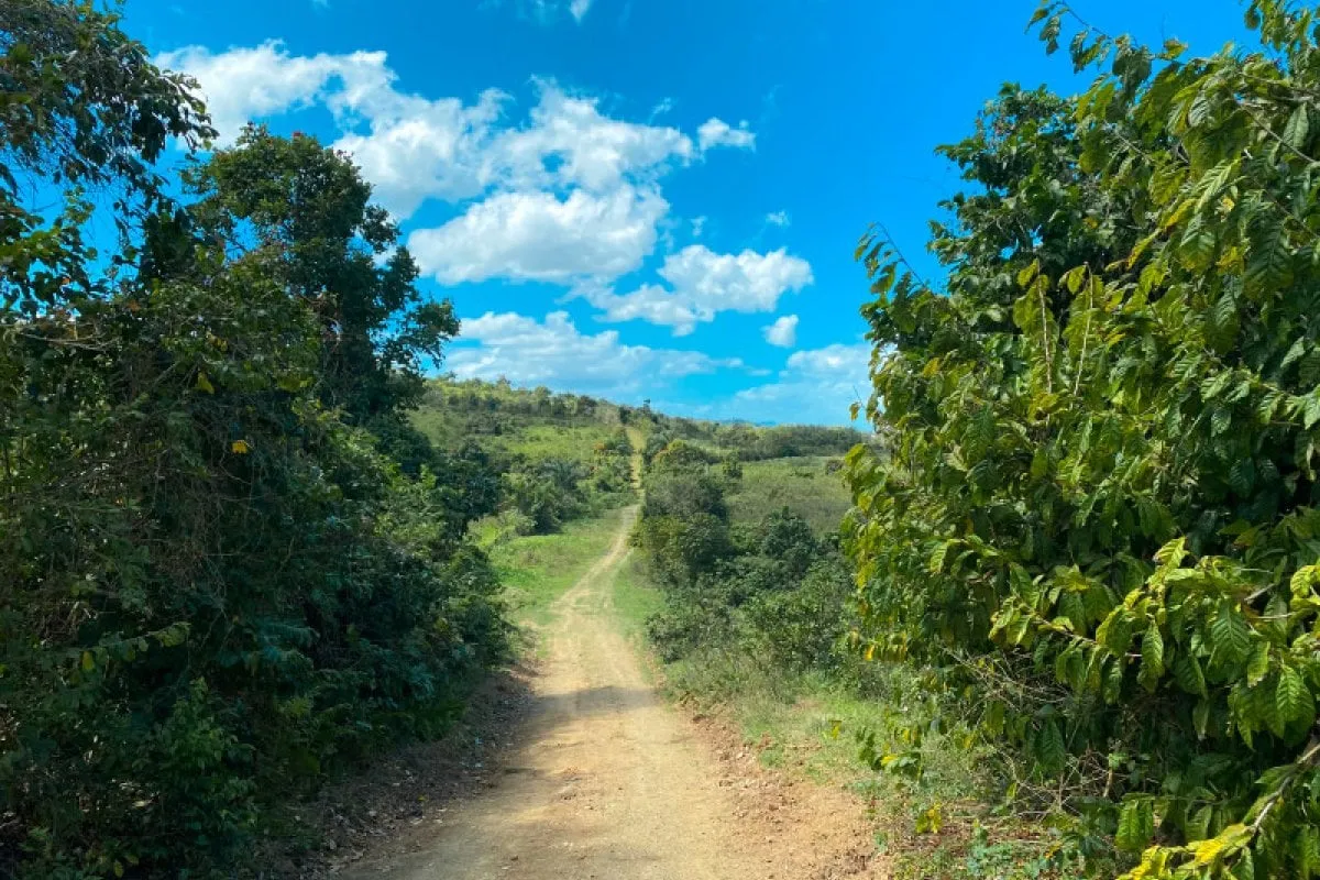 A Guide to Puerto Rico Coffee: From Hacienda to Cup