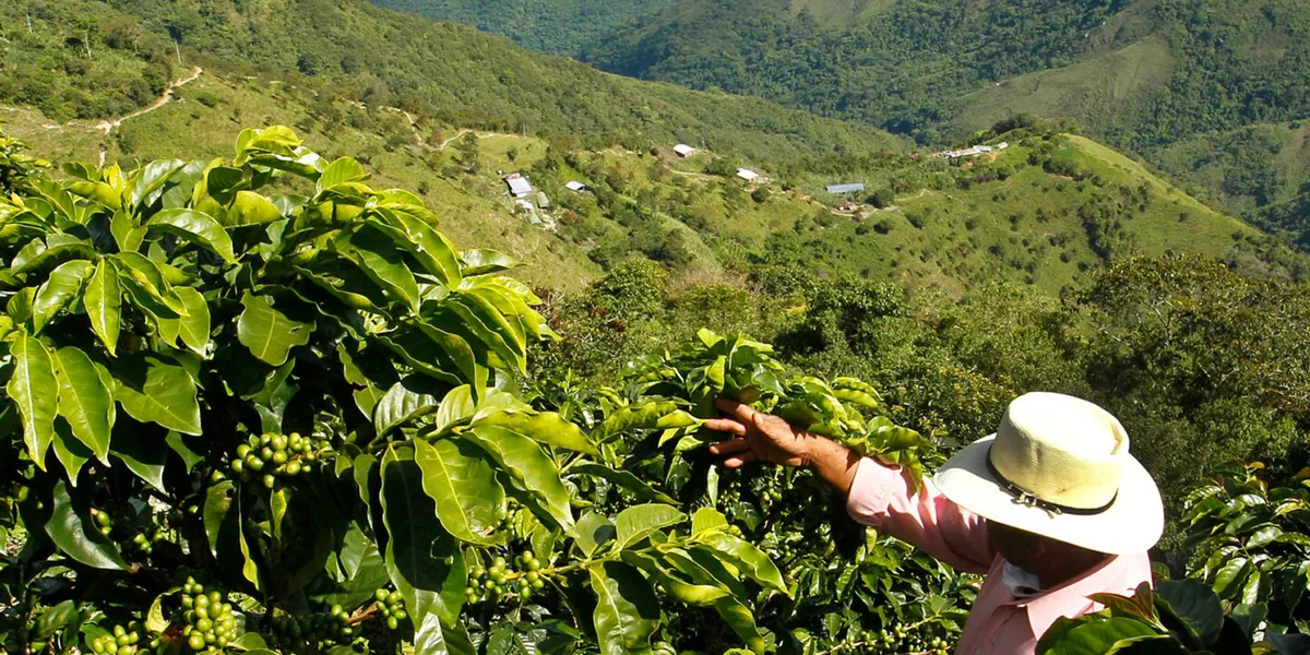 a guide to puerto rico coffee from hacienda to cup
