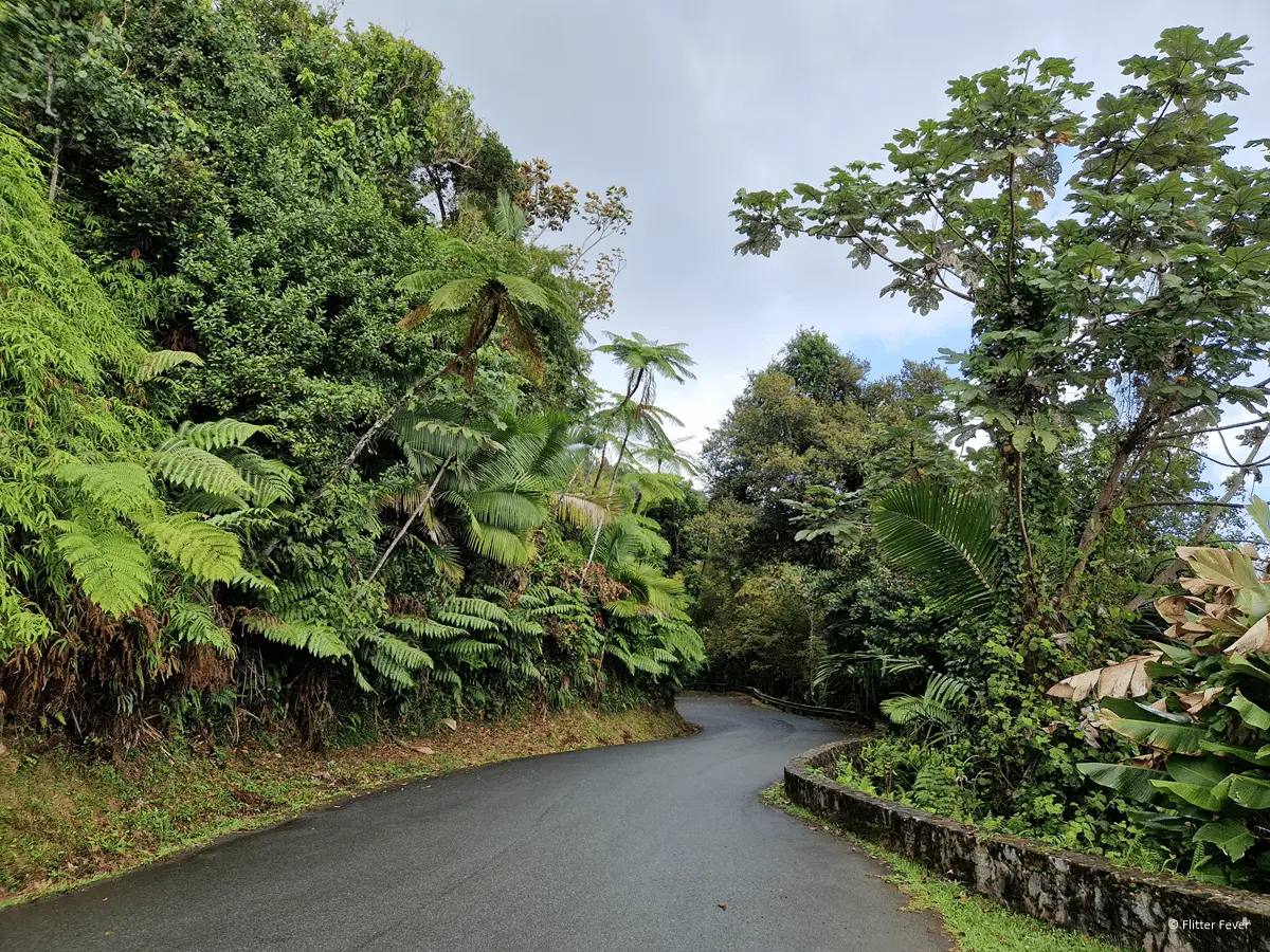 El Yunque Puerto Rico: A Guide to the US Rainforest