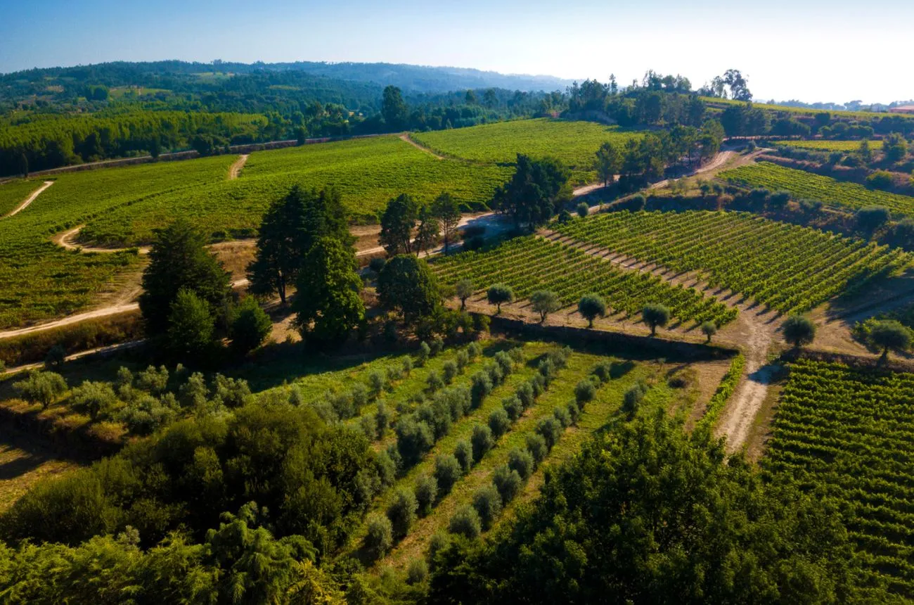 Portugal Wine Regions: A Complete Traveler’s Guide