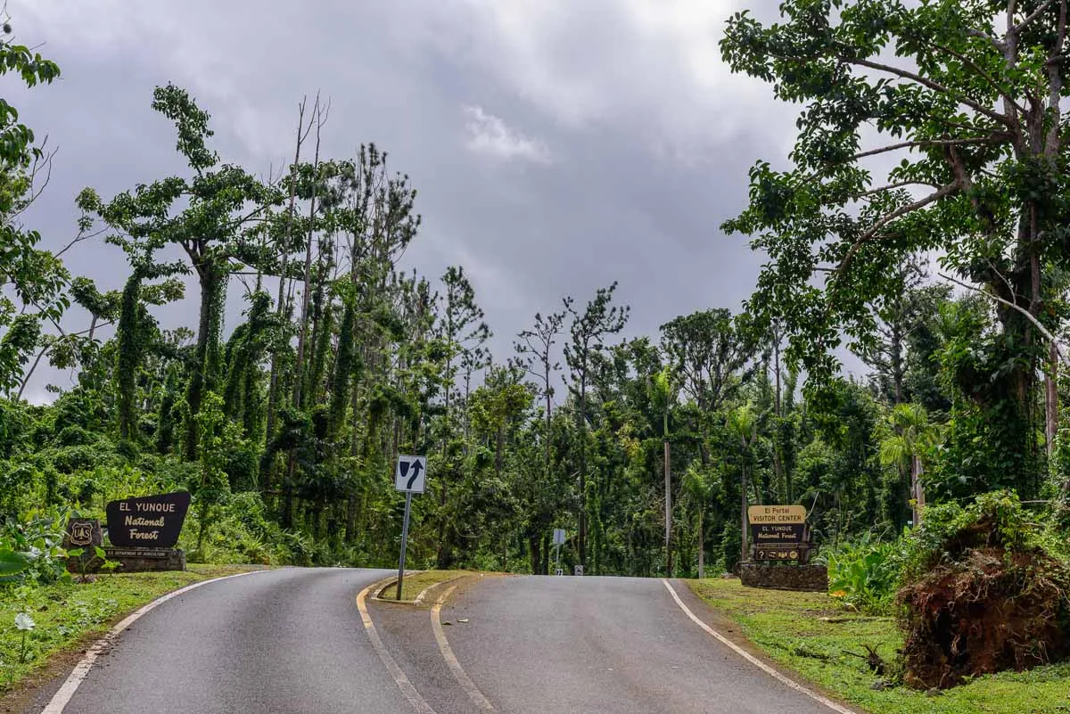 puerto rico rainforest guide el yunque adventure 1