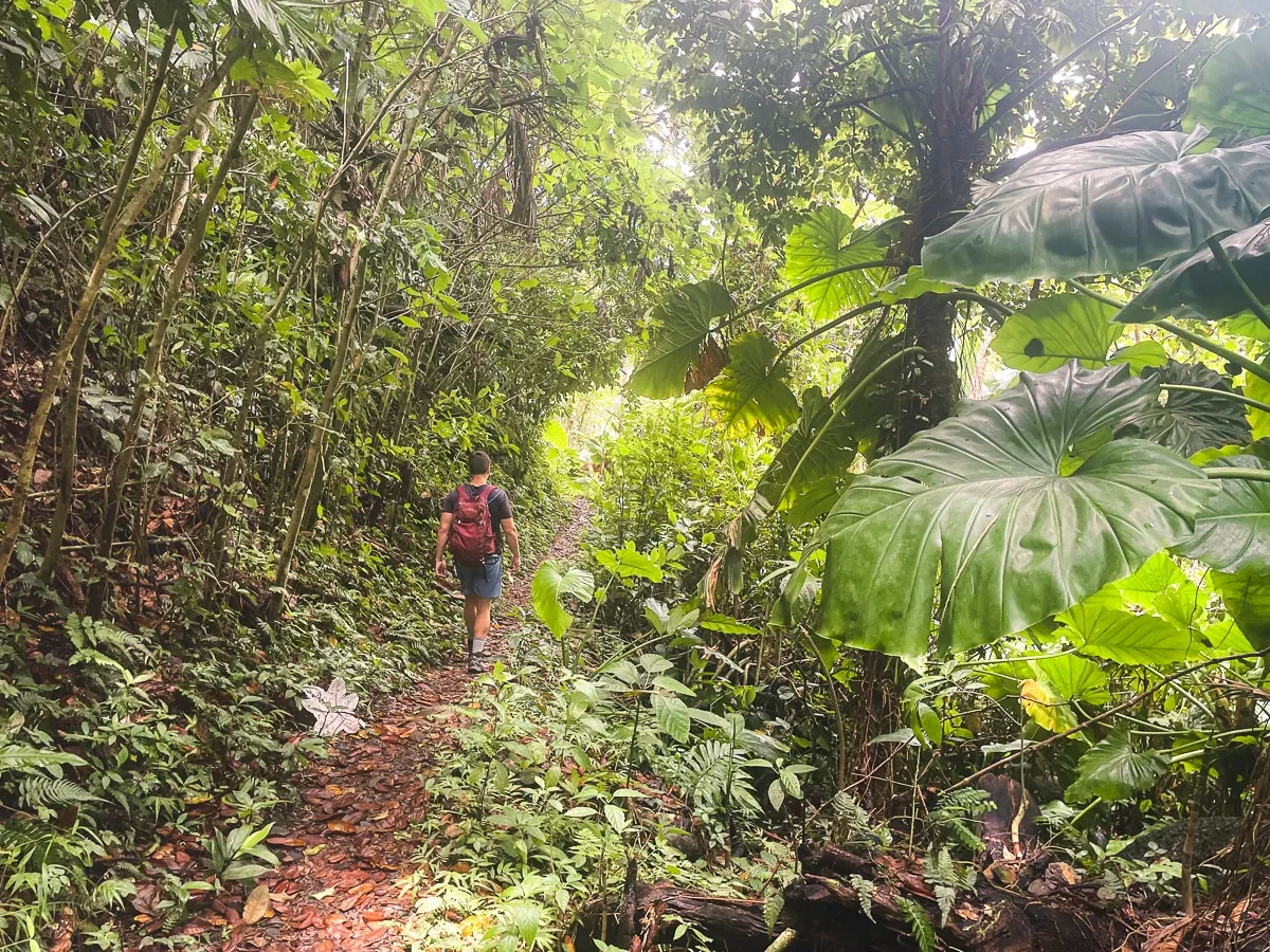puerto rico rainforest guide el yunque adventure 6