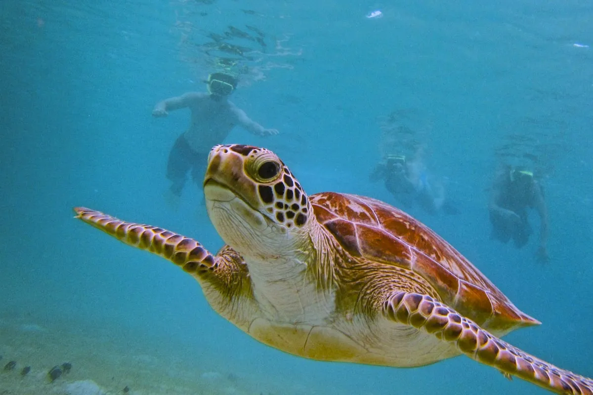 snorkeling in puerto rico an ultimate guide 1