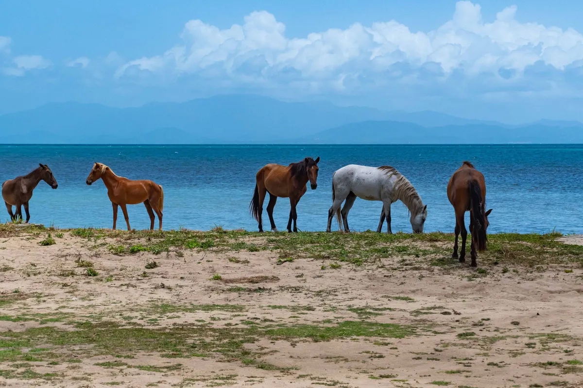 vieques puerto rico a guide to the caribbeans hidden gem 4