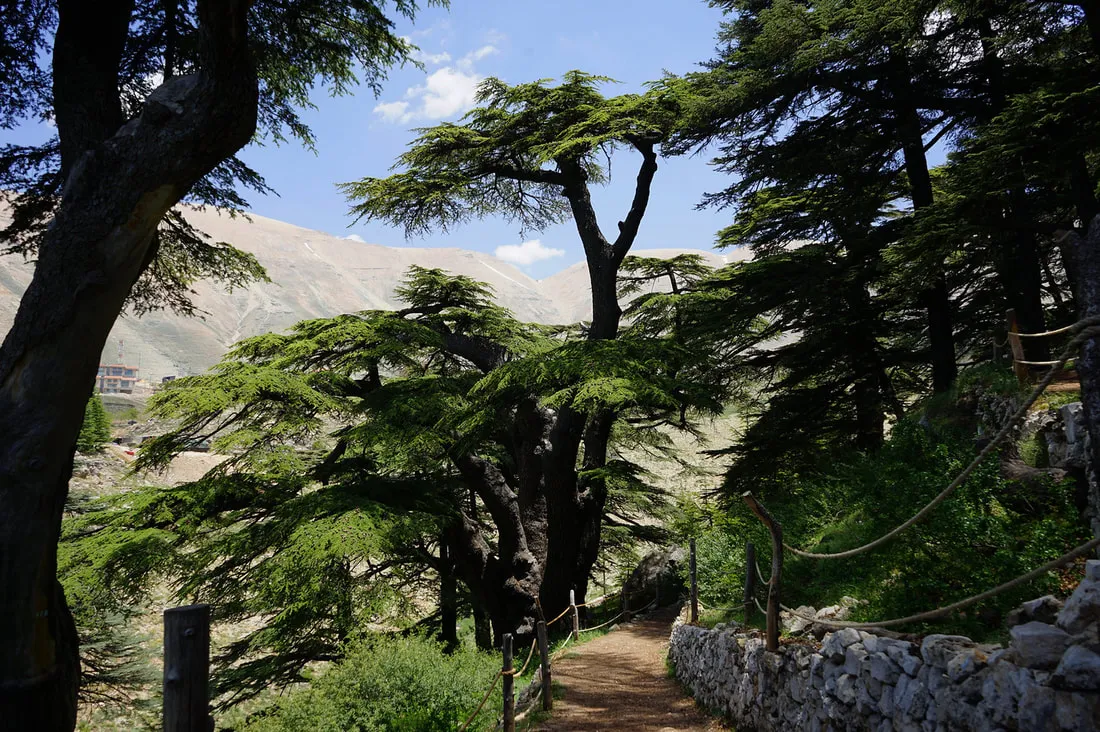 cedars of lebanon your complete guide to the ancient forest 2