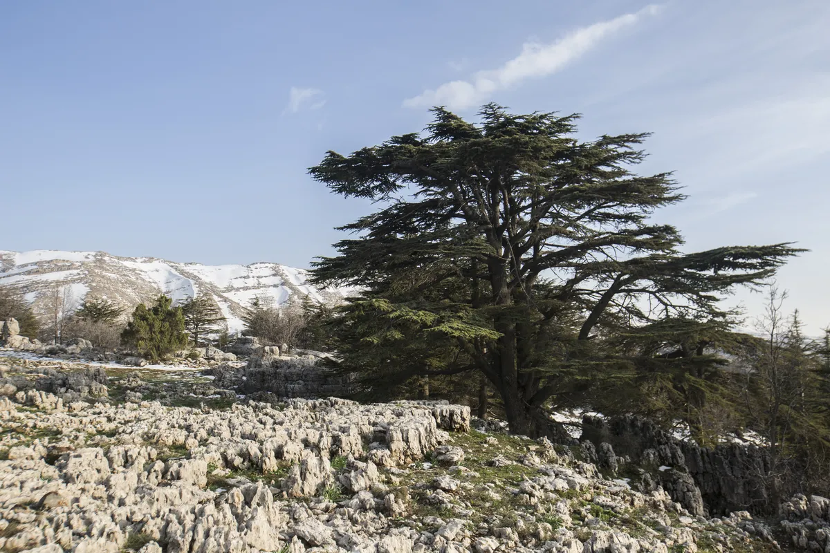 cedars of lebanon your complete guide to the ancient forest