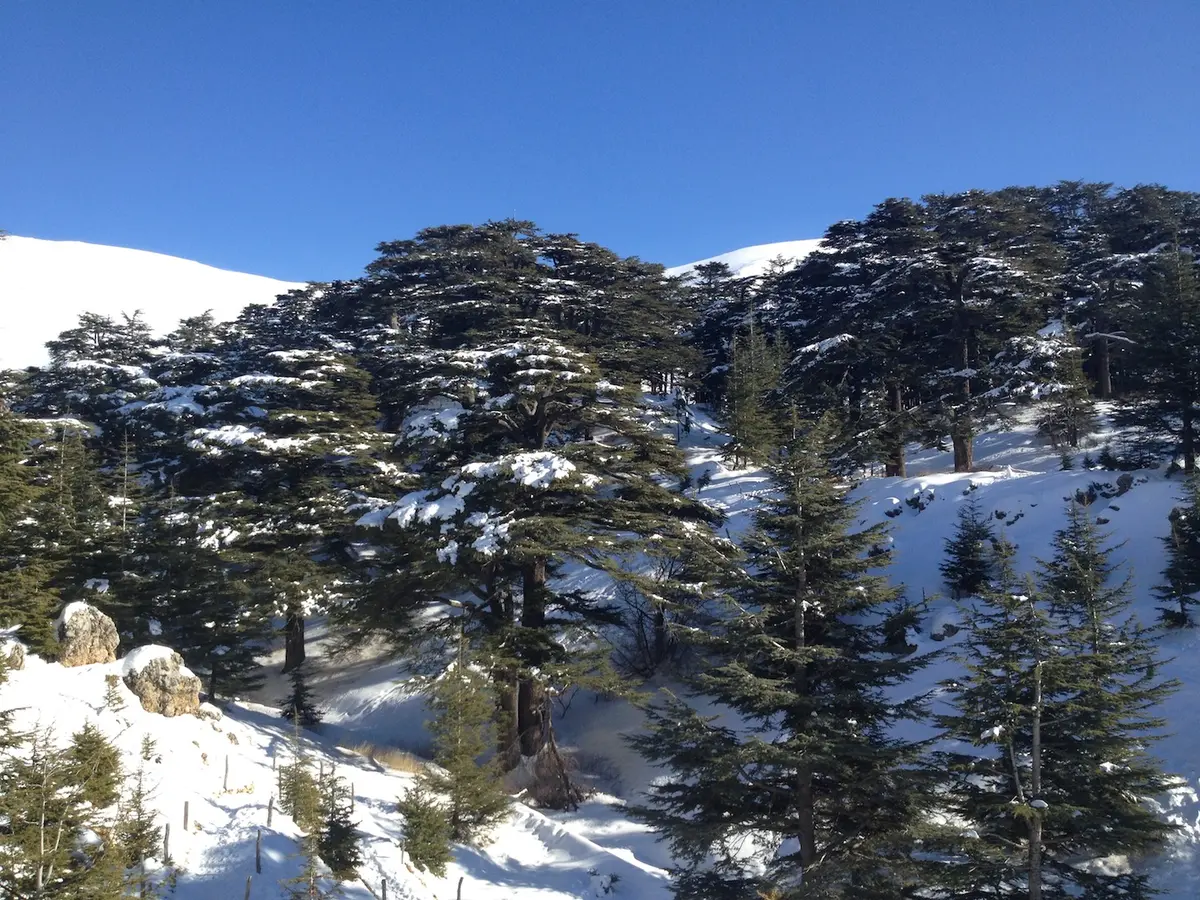 6 Best Resorts for Skiing in Lebanon: Slopes & Swim 5 6 best resorts for skiing in lebanon slopes swim 2
