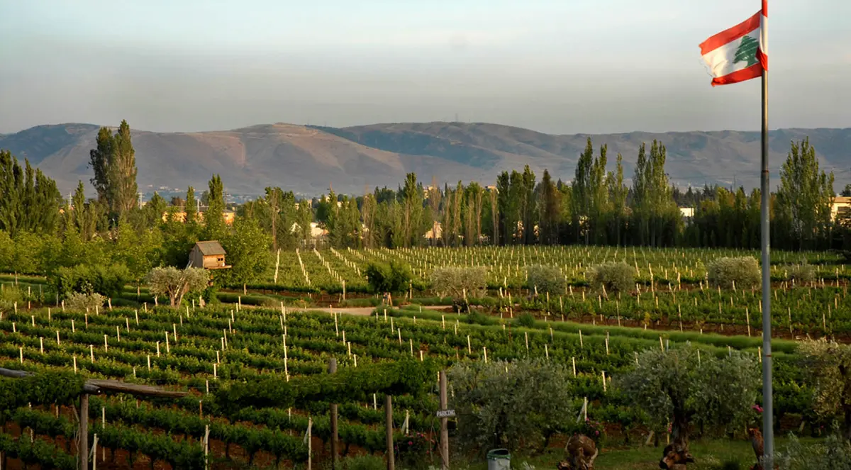 7 Best wineries in Bekaa Valley to visit: An expert guide