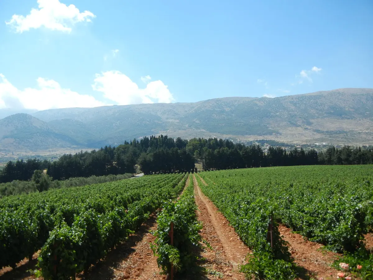7 Best wineries in Bekaa Valley to visit: An expert guide 6 7 best wineries in bekaa valley to visit an expert guide 6