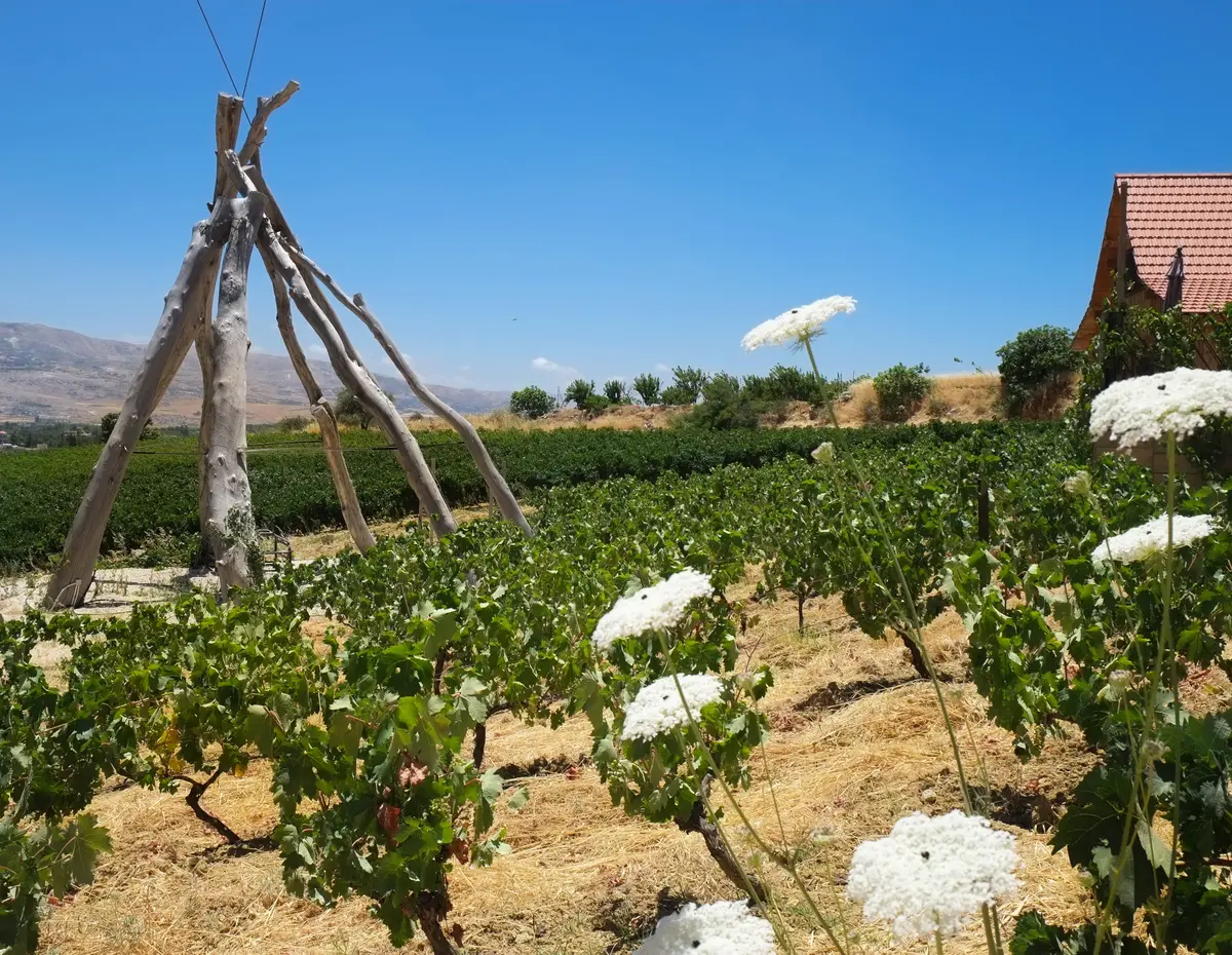 7 Best wineries in Bekaa Valley to visit: An expert guide 9 7 best wineries in bekaa valley to visit an expert guide 7