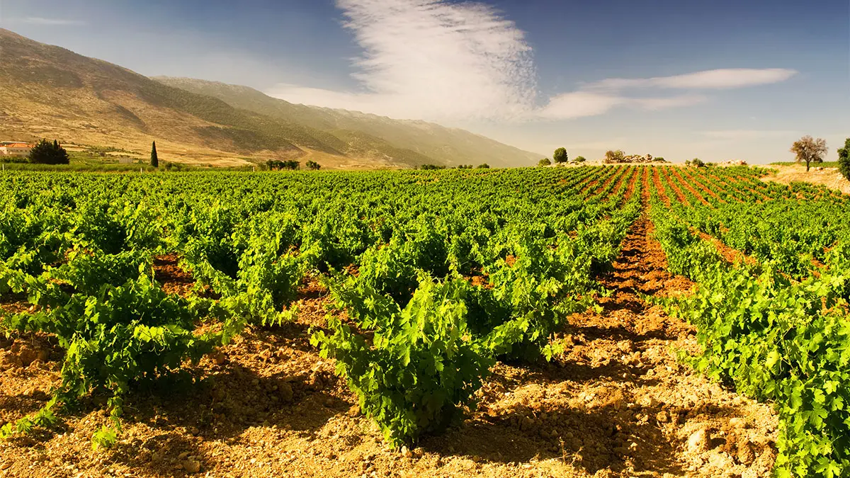 7 Best wineries in Bekaa Valley to visit: An expert guide 10 7 best wineries in bekaa valley to visit an expert guide 8