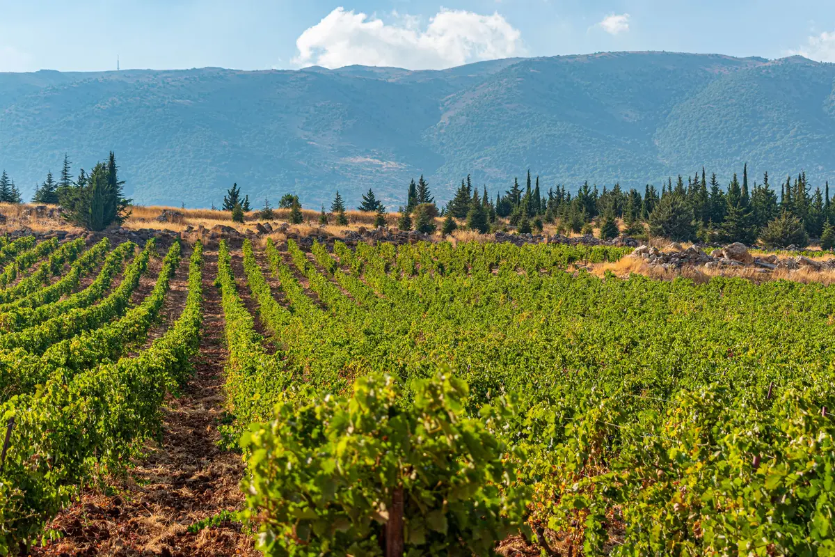 7 Best wineries in Bekaa Valley to visit: An expert guide 3 7 best wineries in bekaa valley to visit an expert guide