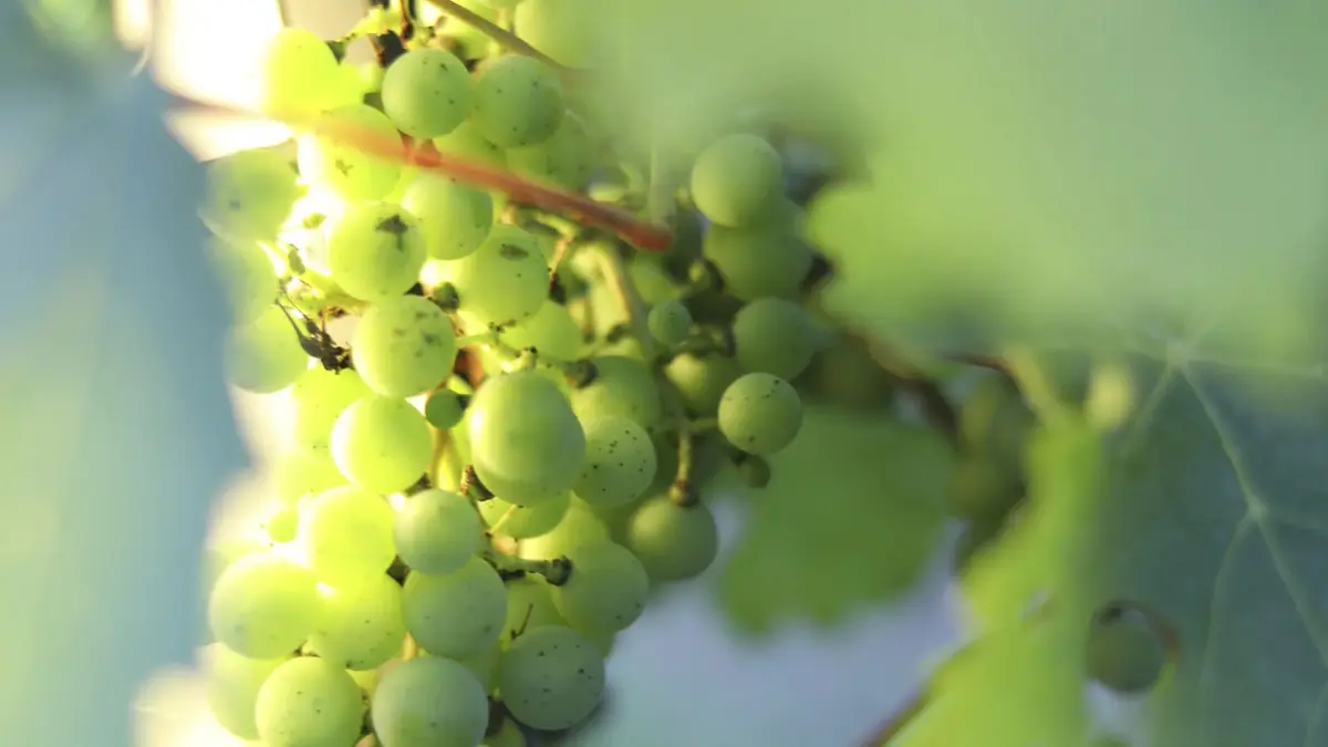 7 Lebanon wine tourism gems: Ancient terroir guide 8 7 lebanon wine tourism gems ancient terroir guide 6