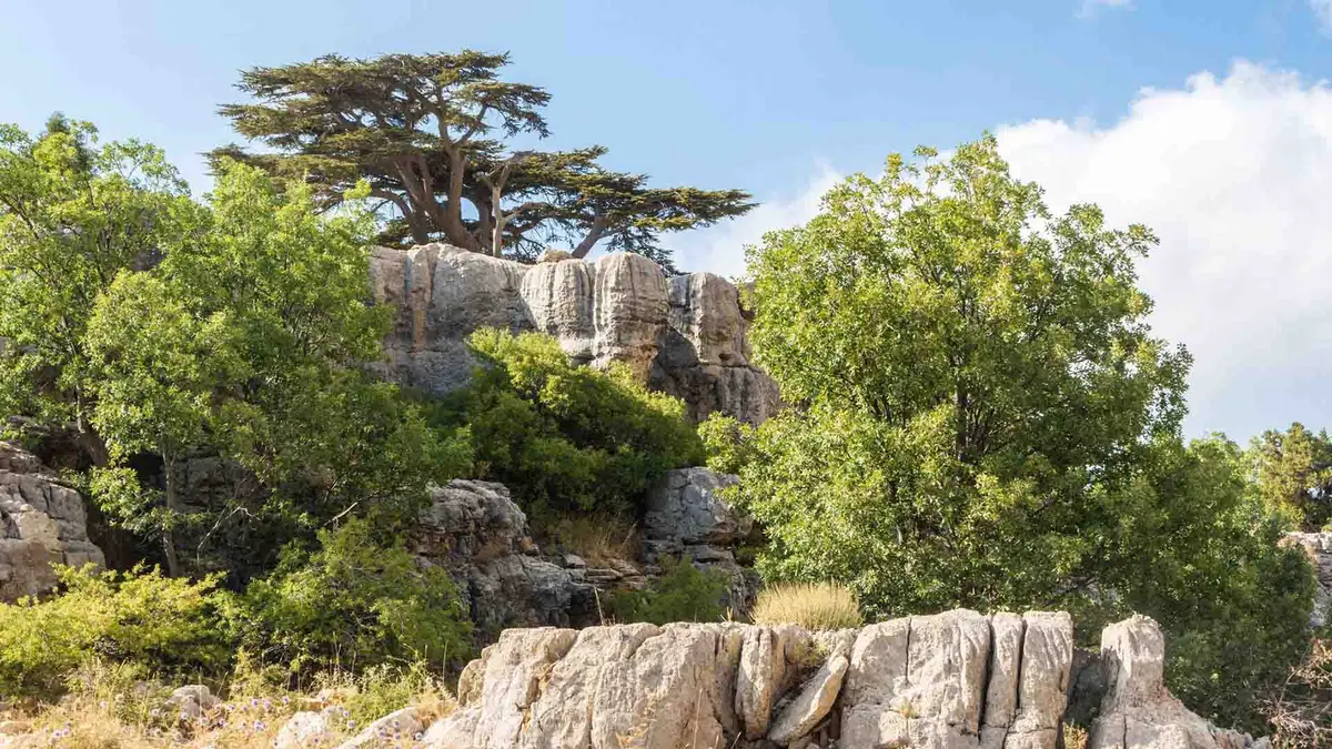 9 best guesthouses in Lebanese mountains for your stay 6 Chouf Cedar Reserve: Preserving Nature in Lebanon