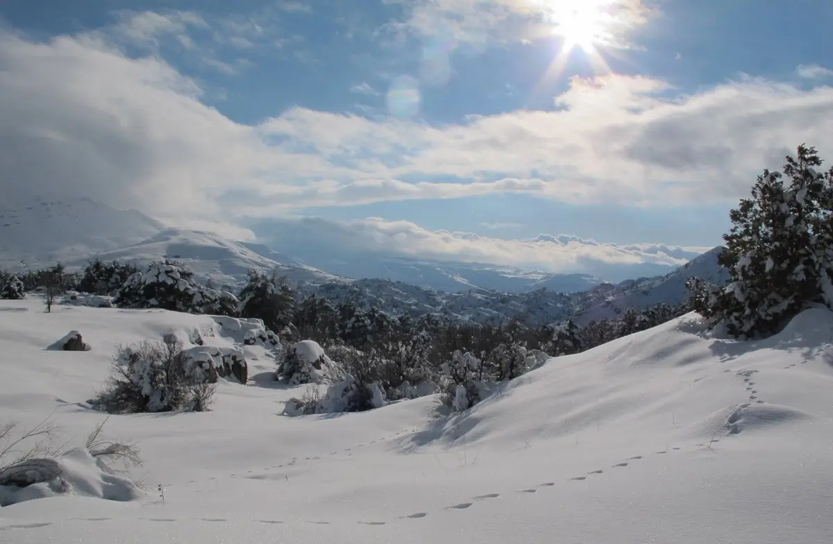 Barouk Cedar Forest hiking: 5 trails in Lebanon reserve 6 barouk cedar forest hiking 5 trails in lebanon reserve 3