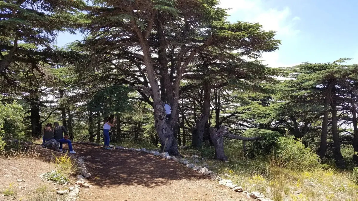 barouk cedar forest hiking 5 trails in lebanon reserve