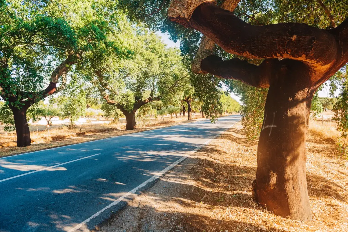 Driving in Portugal: 9 Vital Tips for US Travelers 10 driving in portugal