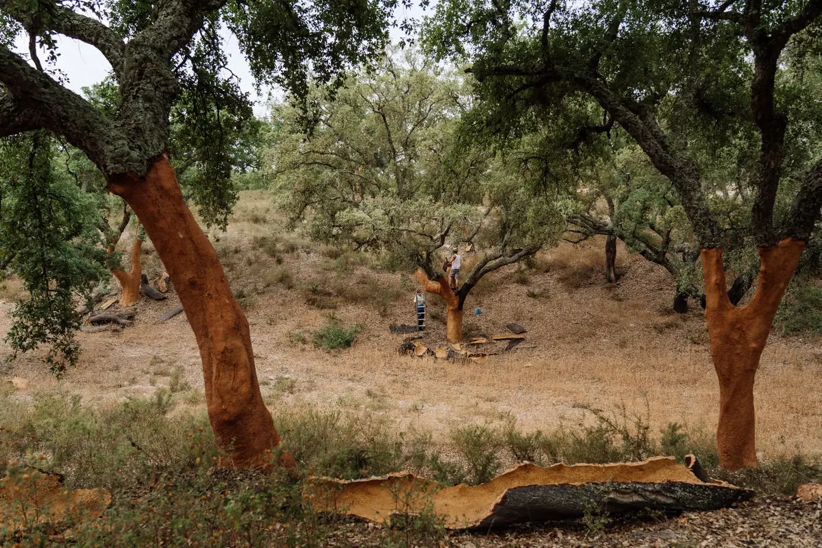Cork Products in Portugal: 5 Traps to Avoid (Guide) 11 O que fazer em Coruche (guia prático) - Rostos da Aldeia