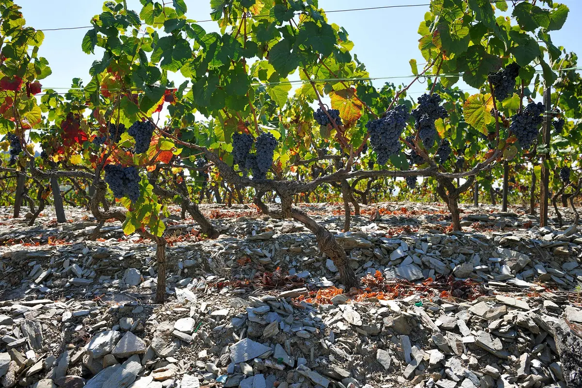 Porto to Douro Valley: 4 Ways to Go (And 1 to Avoid) 7 porto to douro valley 4 ways to go and 1 to avoid 4