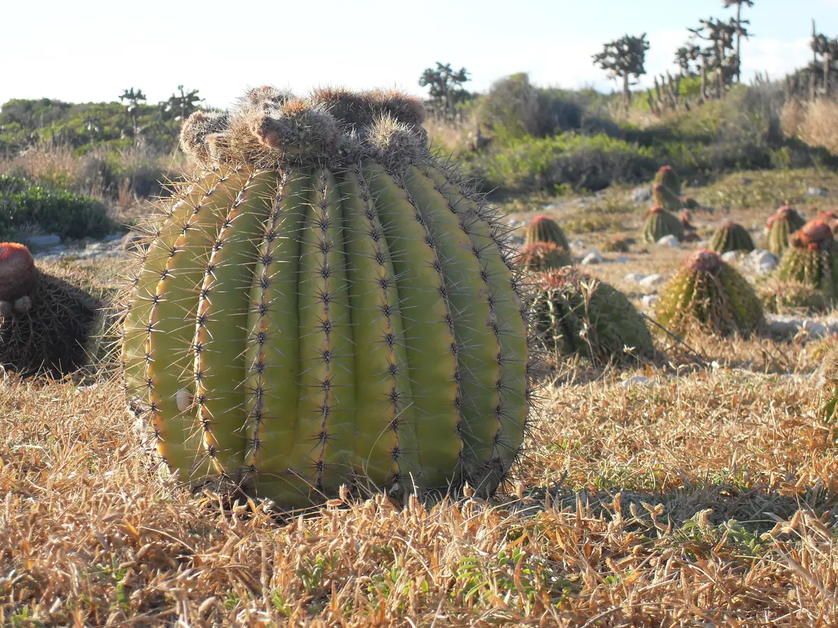 best eco lodges in puerto rico for sustainable island travel 7