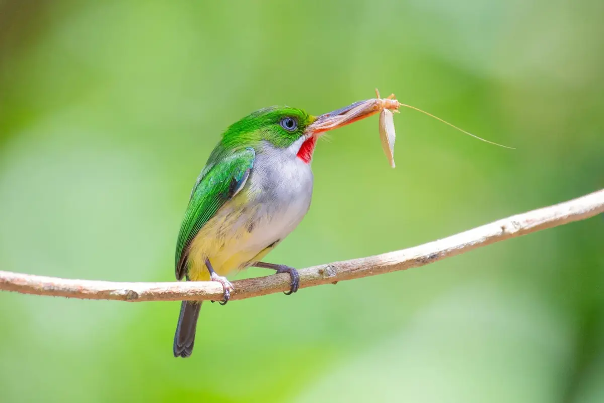 Cabo Rojo Puerto Rico: The Unfiltered Guide (Car Warning) 6 cabo rojo puerto rico the unfiltered guide car warning 3