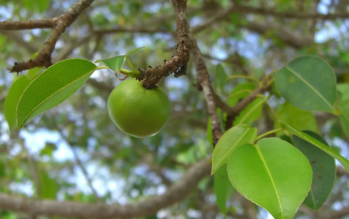 Getting Around Puerto Rico: 5 Costly Mistakes 5 Death Apples in Paradise | EarthDate
