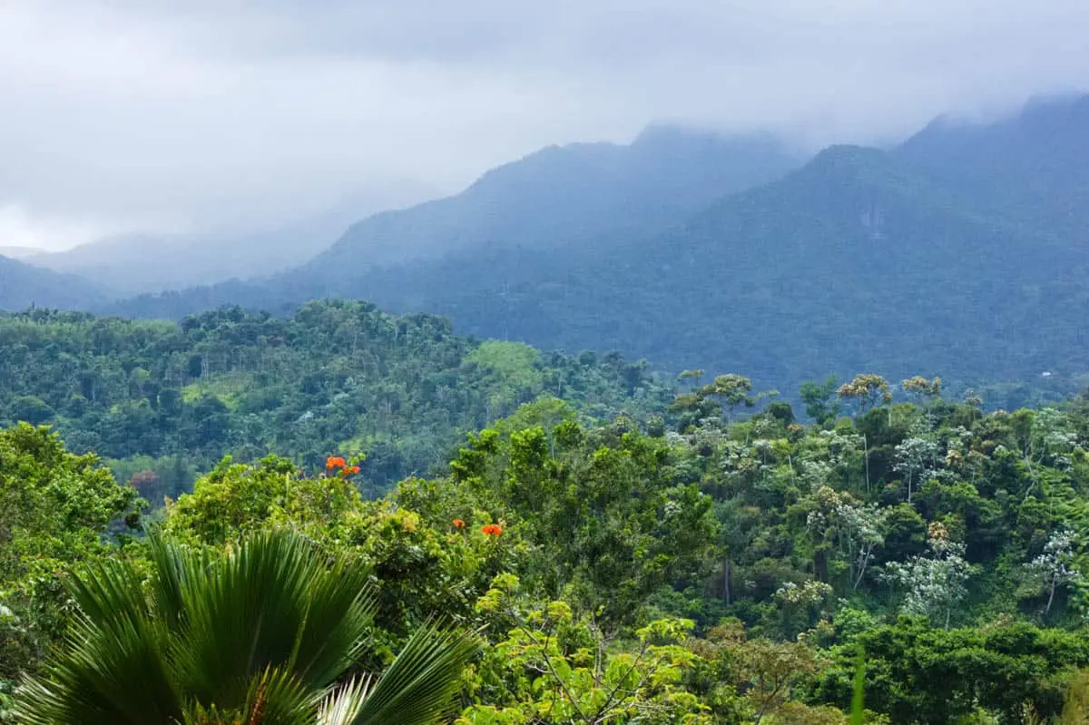 Puerto Rico vs Hawaii: Avoid A $5,000 Mistake (Truth Bomb) 13 El Yunque National Forest, Puerto Rico - El Yunque Website