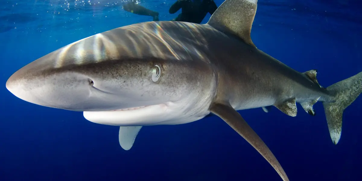 Scuba Diving In Puerto Rico: Dodge The Long Drive (Truth) 9 scuba diving in puerto rico dodge the long drive truth 6