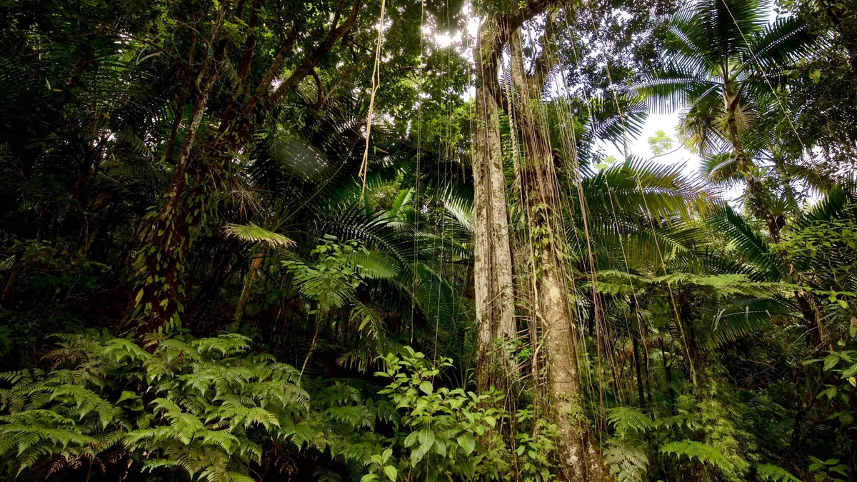el yunque puerto rico a guide to the us rainforest