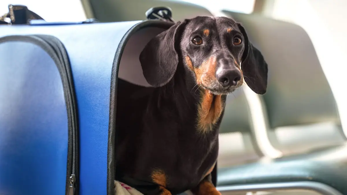 traveling to albania with a dog the us owners guide 2