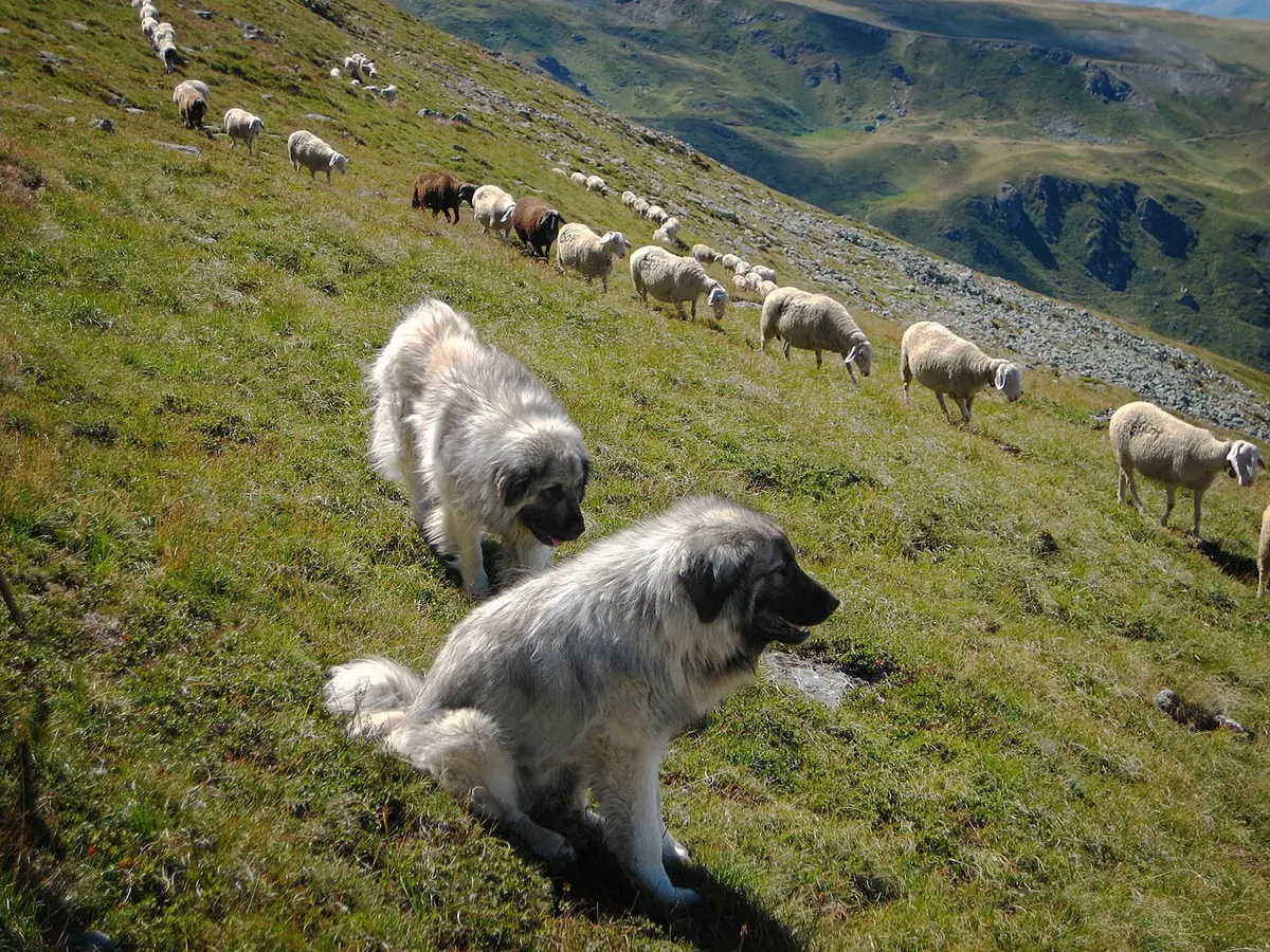 traveling to albania with a dog the us owners guide 7