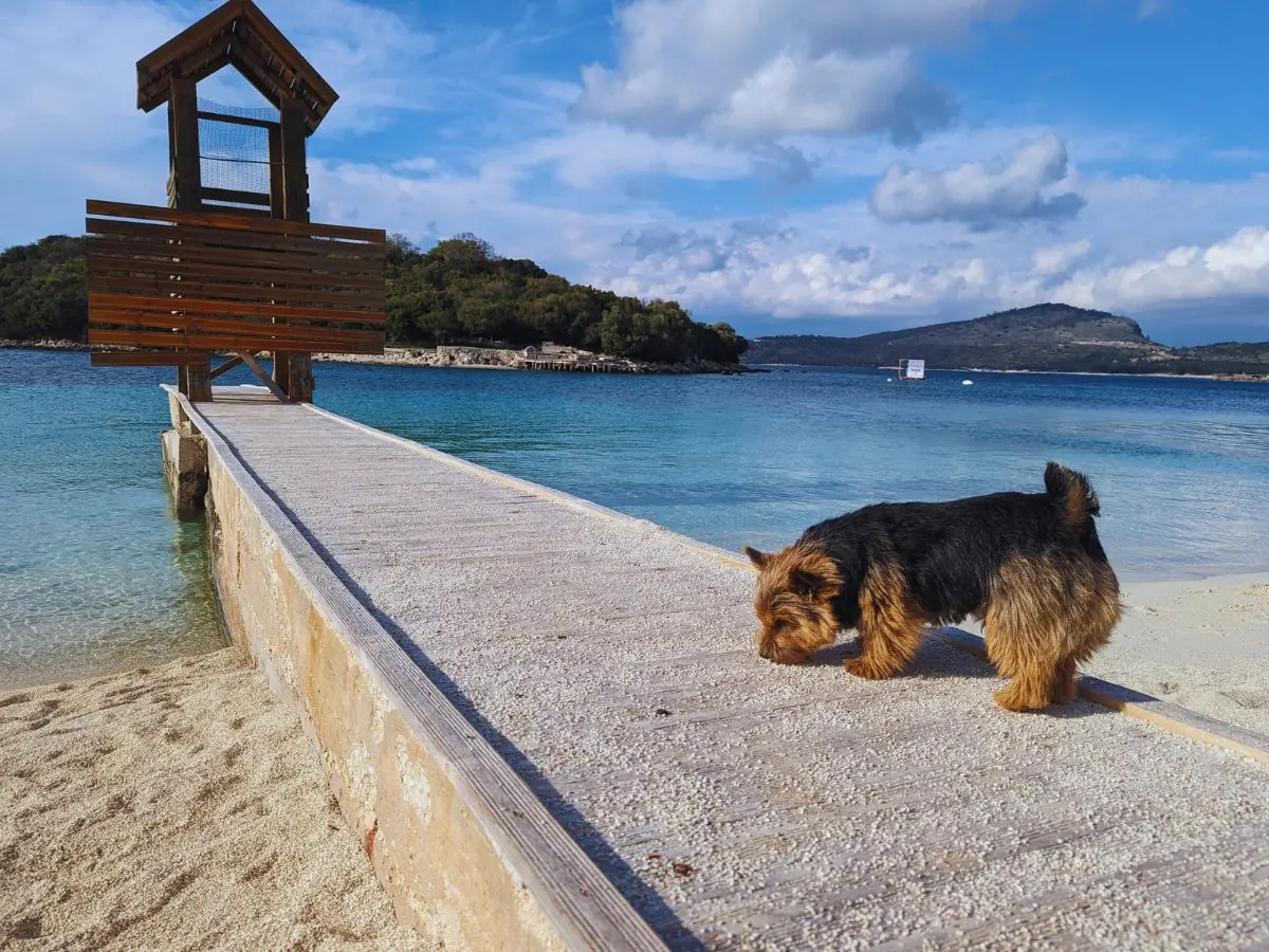 traveling to albania with a dog the us owners guide 9