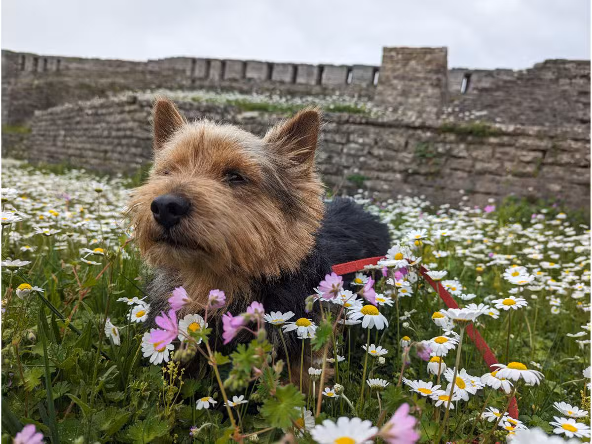 traveling to albania with a dog the us owners guide