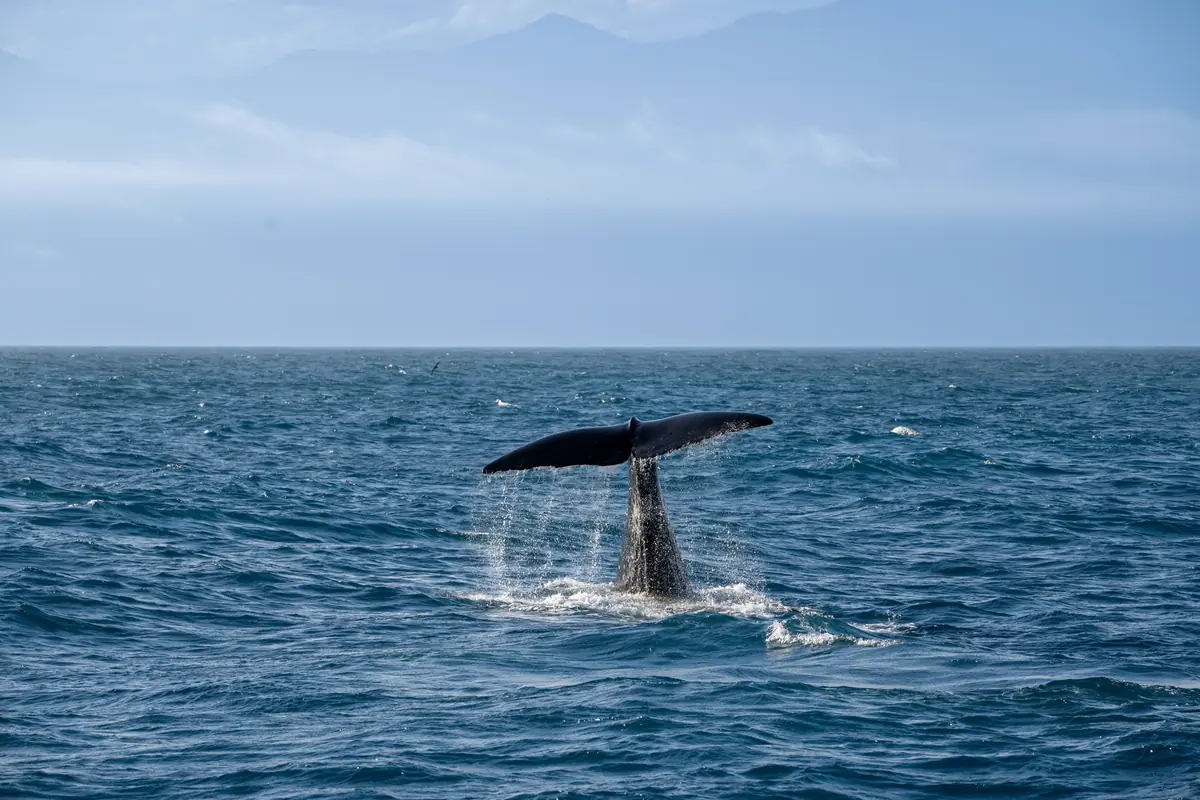 Azores Portugal: 9 Islands, 5 Hours From Boston 8 azores portugal which islands to visit and when to go 5