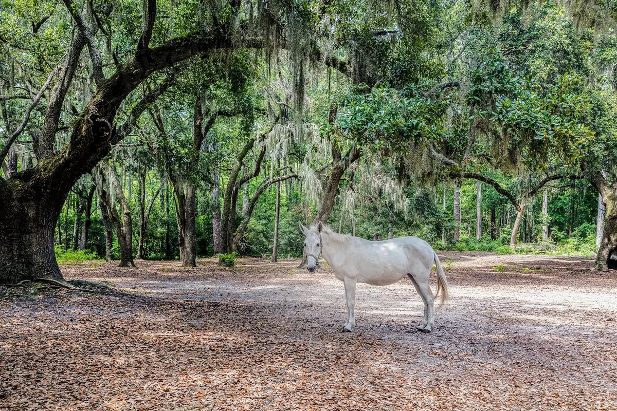 East Coast Camping: 10 Spots Worth the Drive (With Fees) 11 east coast camping 10 sites worth the drive 7