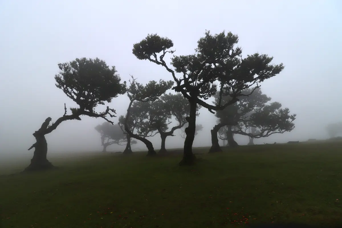 Madeira, Portugal: The Honest First-Timer's Guide 7 madeira portugal 10 experiences worth every step 4