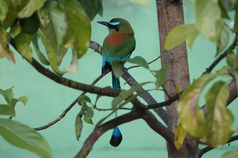 Birdwatching in El Salvador: Best Hotspots and When to Go