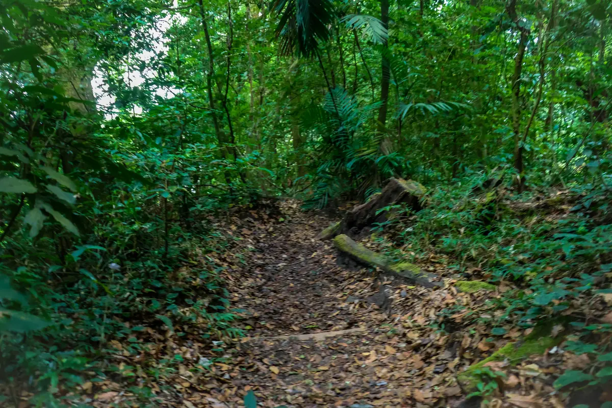 Birdwatching in El Salvador: Best Hotspots and When to Go 6 birdwatching in el salvador best hotspots and when to go 3