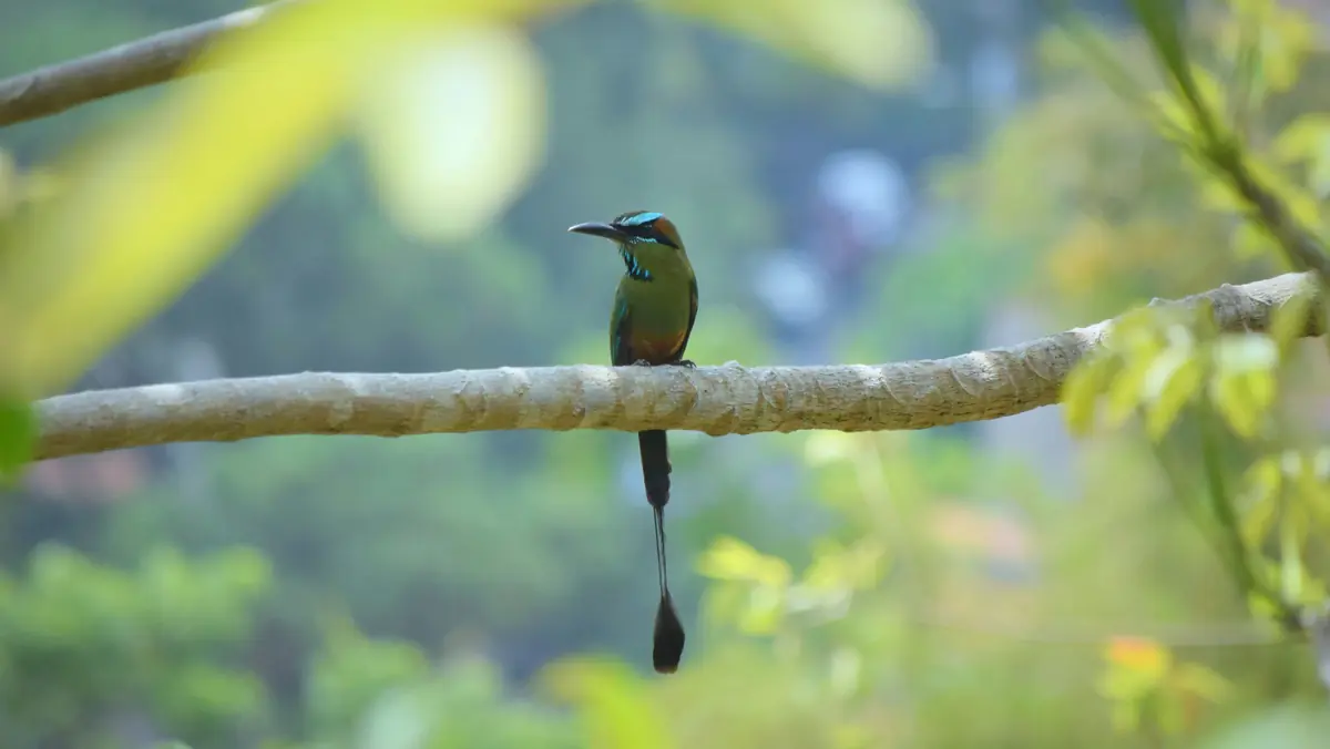 Birdwatching in El Salvador: Best Hotspots and When to Go 7 birdwatching in el salvador best hotspots and when to go 4