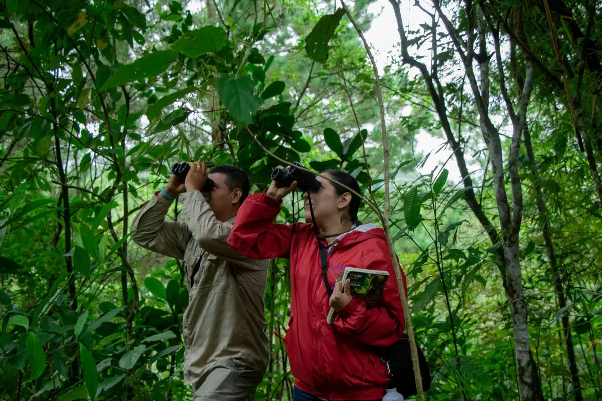 Birdwatching in El Salvador: Best Hotspots and When to Go 11 birdwatching in el salvador best hotspots and when to go 8