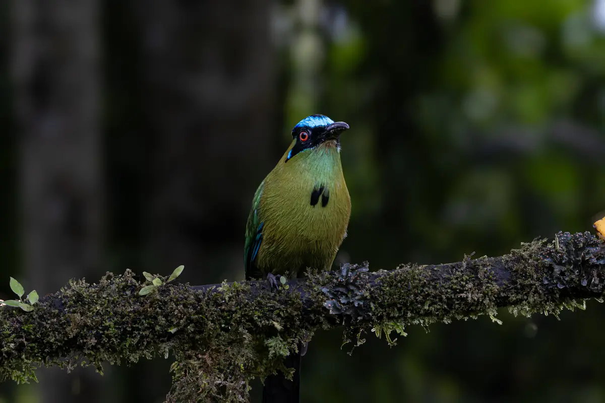 Birdwatching in El Salvador: Best Hotspots and When to Go 3 birdwatching in el salvador best hotspots and when to go