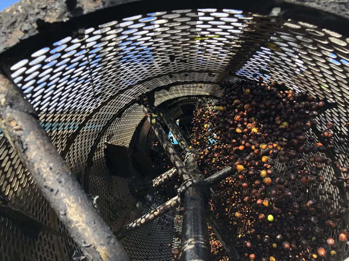 el salvador coffee tours what 6 gets you vs 100 1
