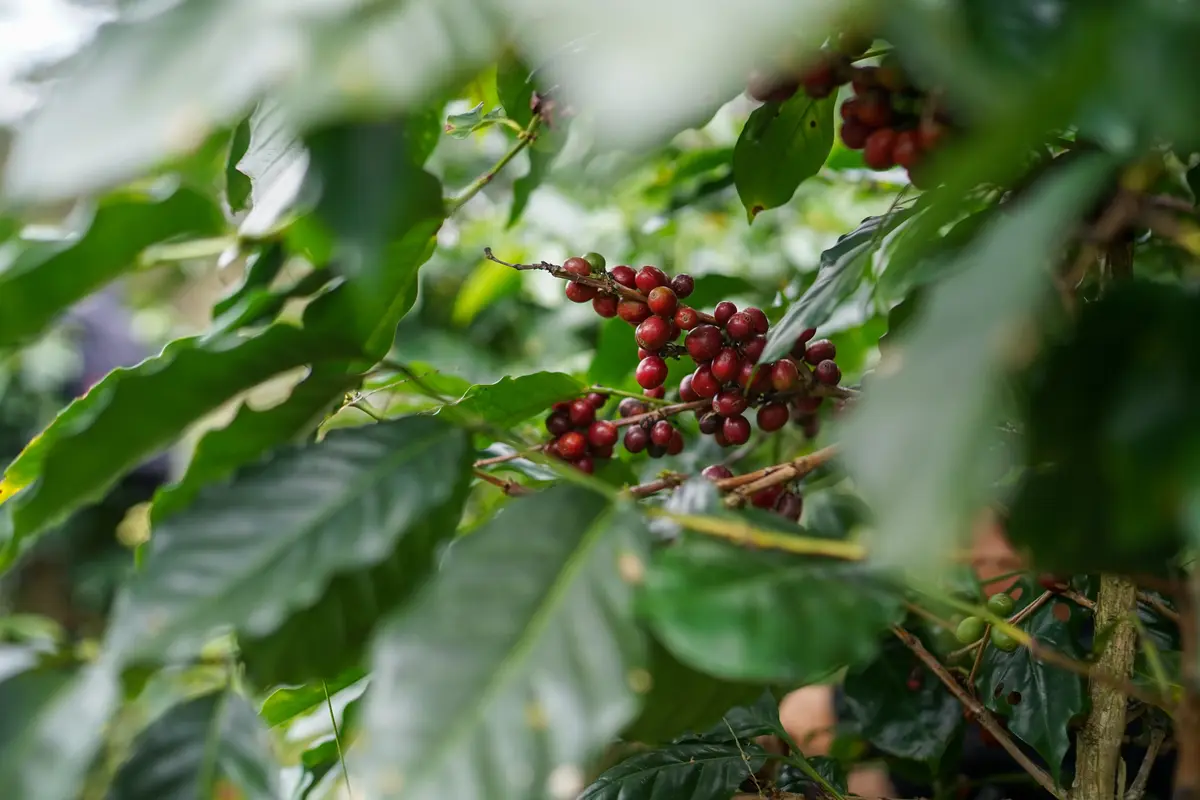 el salvador coffee tours what 6 gets you vs 100 6