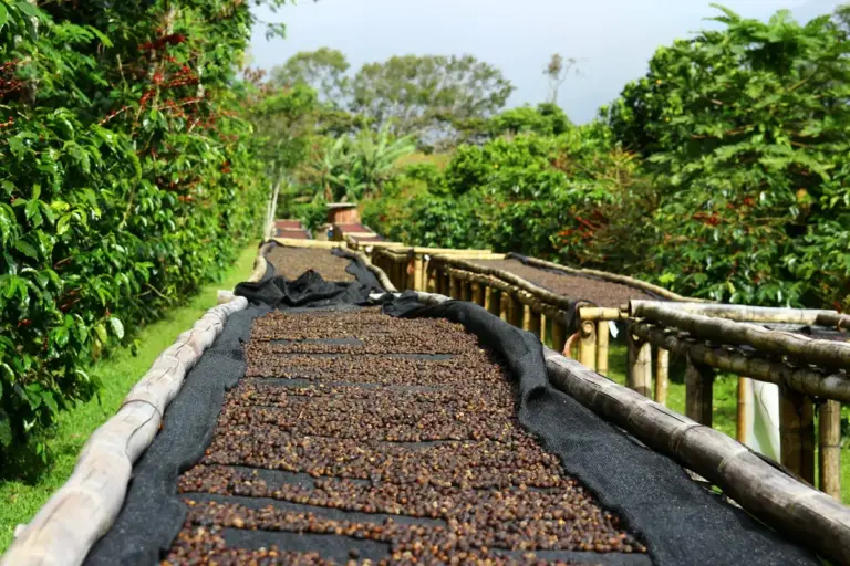 El Salvador Coffee Tours: What $6 Gets You vs. $100