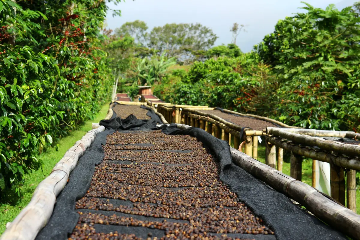 el salvador coffee tours what 6 gets you vs 100 9