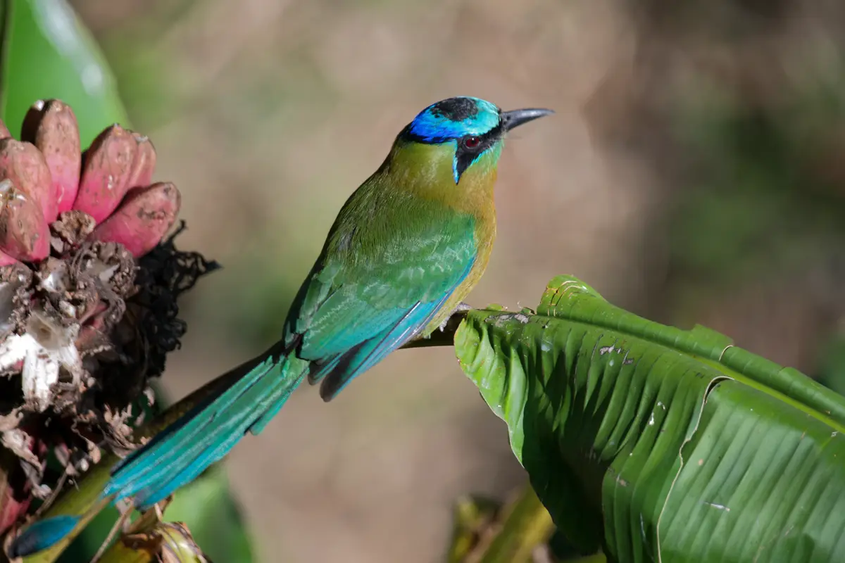 el imposible national park el salvador a complete guide 2