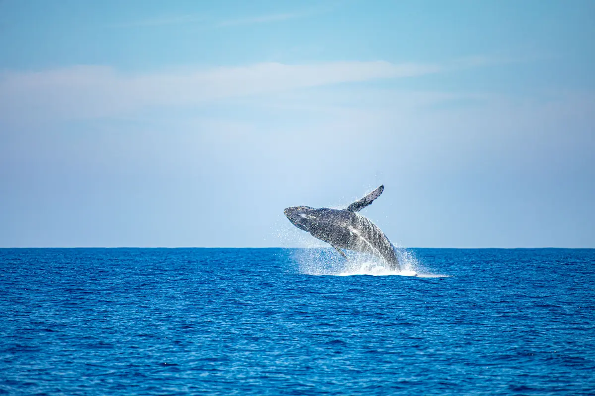 Los Cobanos, El Salvador: Reef, Wrecks and Whales 6 los cobanos el salvador reef wrecks and whales 4