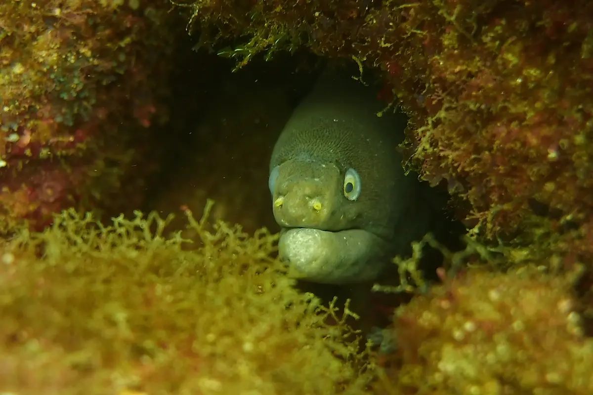 snorkeling el salvador an honest guide to los cobanos 3