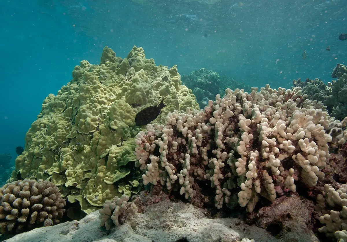 snorkeling el salvador an honest guide to los cobanos